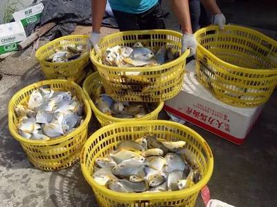 這家十萬噸級特種水產料企業,用金色效果成就養戶的金色夢想_其它_網