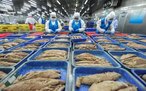 山東藍潤收購的九硒榮成海帶 金槍魚罐頭再冠新名牌