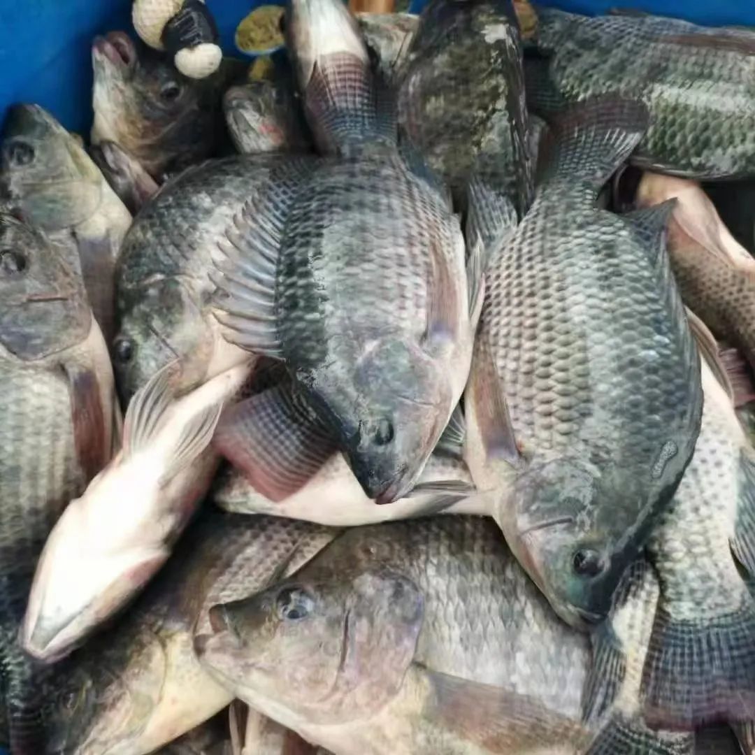 海南水產養殖告急!養殖戶缺料斷料,魚蝦賣不出去,湖北潛江小龍蝦也慘了!多方呼吁開通綠色通道救救他們…