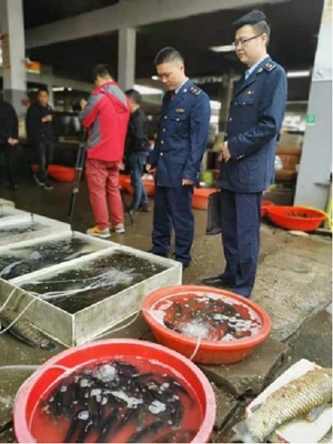 湖南省:“魚販”頂風作案 沅江市市場監管局開16000元罰單