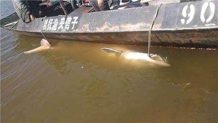 漁民捕獲千斤重的百歲鱘鰉魚,被水產部門收購,你猜花了多少錢?