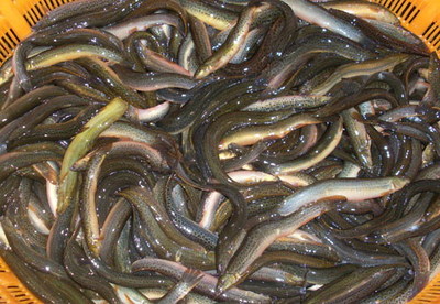 2012大量供應優質泥鰍苗 和各種水產苗種,水產用微生物制劑成品泥鰍收購_泥鰍苗種價格_中國水產養殖網