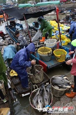 廣東潮州饒平縣水產養殖總損失36788噸魚 經濟損失70859萬元