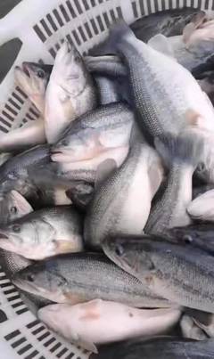 這里養殖戶搞稻田套養加州鱸魚,2萬條魚沒死一條,還賣到12.5元/斤的好價錢