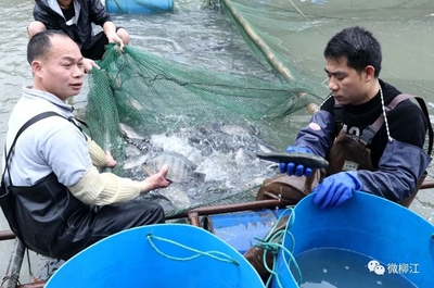 在這里,“滾水活魚”開啟水產養殖新模式!