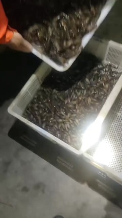 凡希亞水產