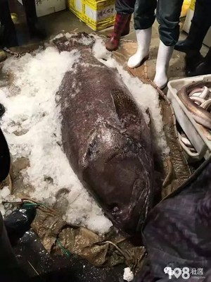 浙江漁民捕獲156斤怪魚,以20500元被水產客商收購_暢說諸暨_諸暨108生活社區
