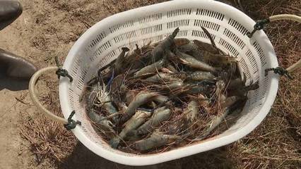 揚州羅氏沼蝦大量上市,新型套養模式環保又增效