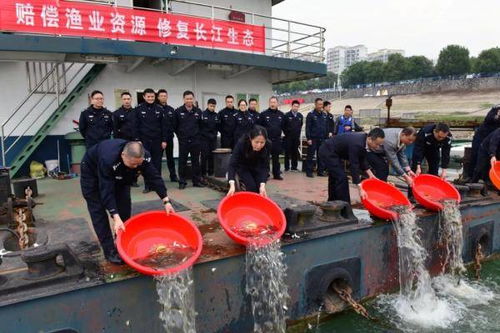 快看 它們 回家 了