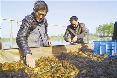 信陽市潢川縣“ :稻蝦聯姻”成就富民大產業(圖)
