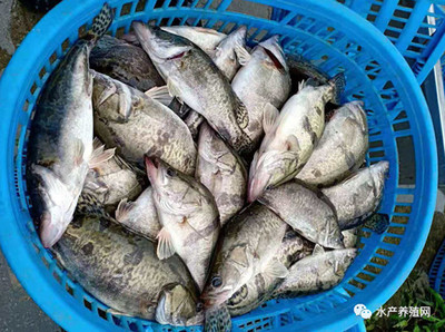 鱖魚黑魚黃顙魚跌價,加州鱸穩定鮰魚略漲!7月廣東市場恢復能否刺激魚價?