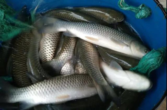 沖擊春節,草魚價格漲銷量增!出魚快了,但很多人依然期望開春魚價