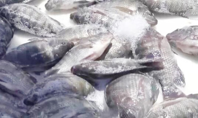 廣東:羅非魚食品化 帶動產業鏈上下游增收