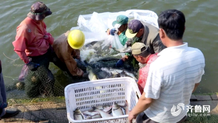 43秒|聊城這里的“扶貧魚”再獲豐收,“魚躍人歡”熱鬧非凡