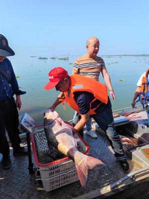 人歡魚躍秋捕忙!武漢市江夏斧頭湖開湖捕魚
