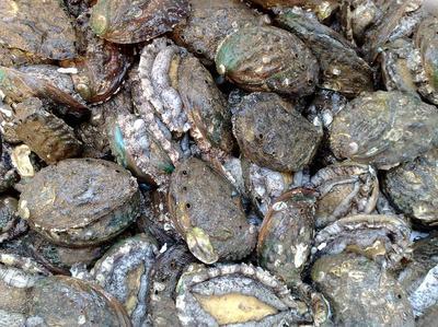 [商品動態]鮑魚收獲期找收購商_零售業_天涯社區