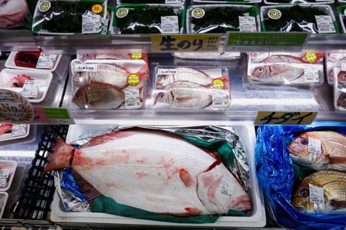 10萬份扇貝免費送 北海道大手筆 盼緩解中國水產禁令影響