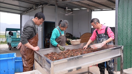 【攻堅主戰場】永新:嘗鮮正當時 小龍蝦搶先上市