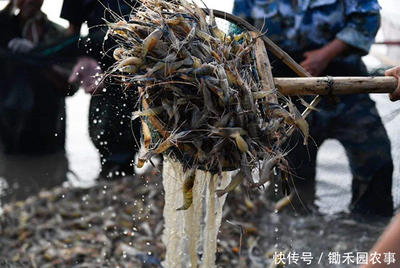 禽類水產(chǎn)銷售難:1天損失近3億,羅非魚、對蝦、小龍蝦壓塘嚴(yán)重