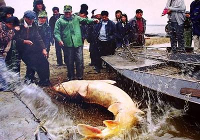漁民捕千斤大鰉魚,被水產(chǎn)研究所收購,價(jià)格達(dá)到20萬左右
