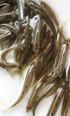 包成活率 特種水產(chǎn) 收購 馬口魚苗批發(fā) 產(chǎn)地直銷馬口魚水花苗