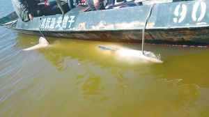 漁民捕獲千斤重百歲鱘鰉魚 水產部門花22萬收購