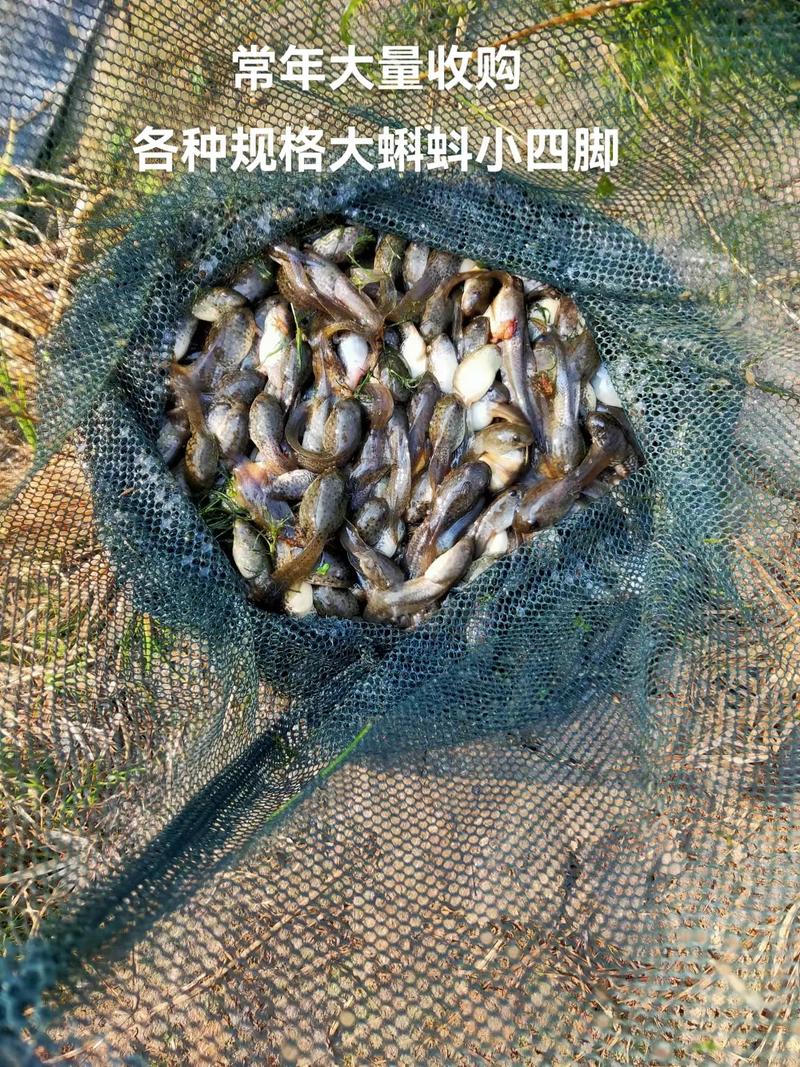 常年大量收購(出售)各種規格大蝌蚪苗小四牛蛙苗#水產養殖 #