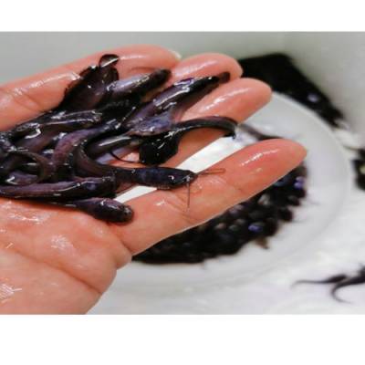 塘角魚苗養殖 收購塘角魚苗養殖直銷 活潑水產 塘角魚苗養殖供應