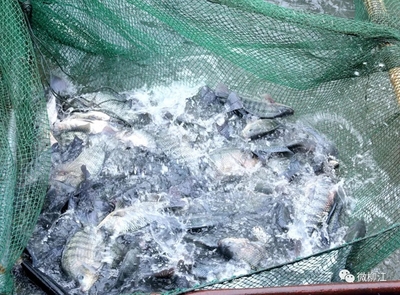 在這里,“滾水活魚”開啟水產養殖新模式!