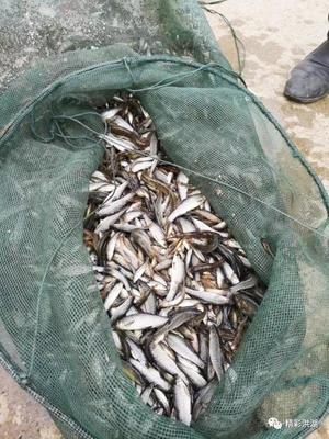 這件事千萬不能干!洪湖已有4人被抓