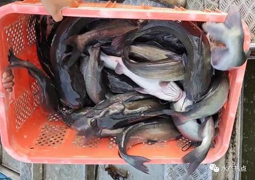 市場缺大魚養戶惜售!疫情下,這個地方魚價仍漲2元/斤