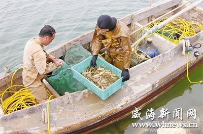 南方海參低價進入 威海海參收購價格下滑 - 內銷市場 - 中國水產頻道 | 網聚全球水產華人