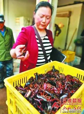 巢湖這個小鎮的龍蝦熱銷全國多個城市 龍蝦剛上市水產商戶就忙起來了(圖)