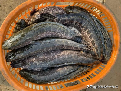 全國今日魚價行情(成都今日魚價行情)
